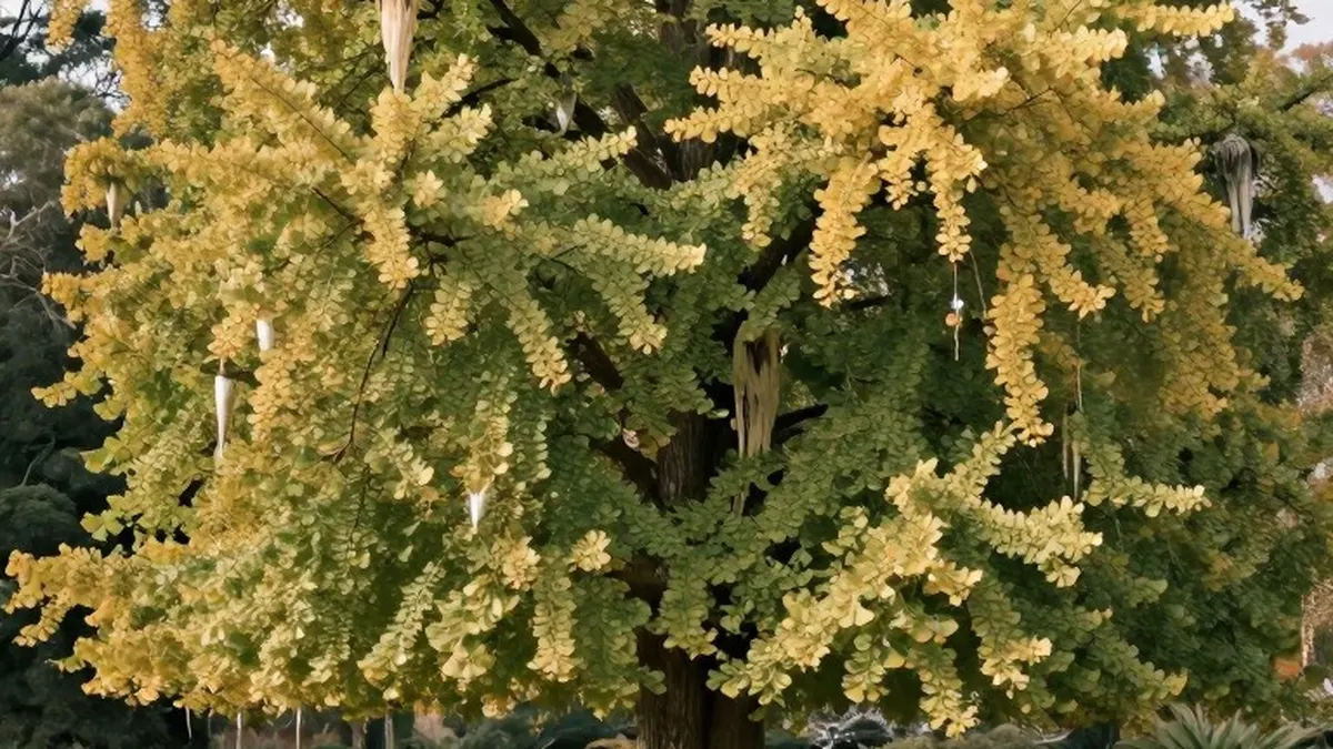 Illustration for: Geelong Ginkgo, a Favourite Wedding Backdrop, Named Victorian Tree of the Year